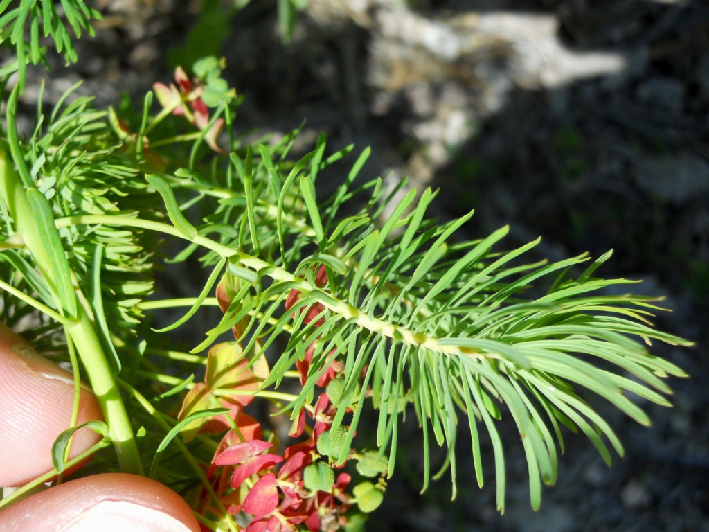 Euphorbia cyparissias